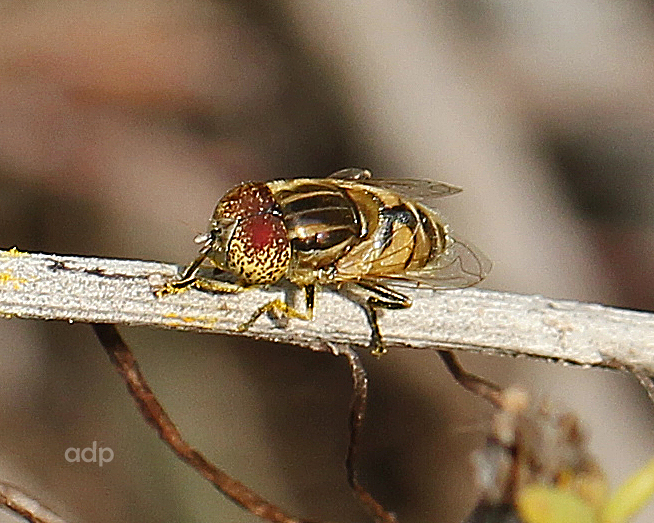 IMG_3209 tqs 600c Er macrocephala.jpg